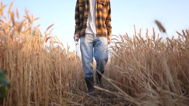 A man walks through a wheat field, inspecting the growing wheat. The wheat sways gently in the breeze as he holds a notebook, assessing the wheat harvest.
