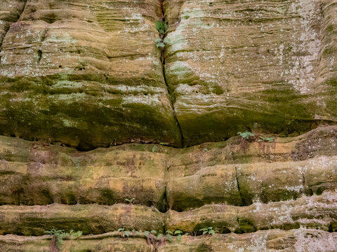 Ancient weathered sandstone canyon wall texture with moss and small ferns at Starved Rock State Park