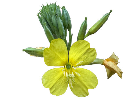 Vibrant yellow evening primrose flower with buds PNG, isolated on transparent background