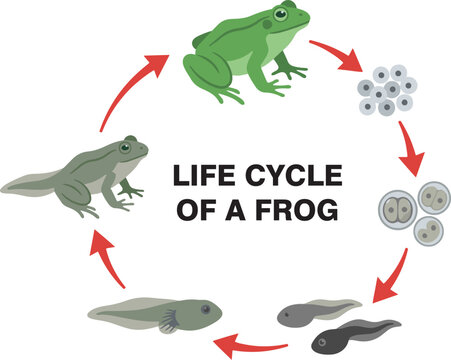Life cycle of a frog. Amphibian reproduction. Lifecycle Frogs. Grow development stages. Reproductive metamorphosis. Egg embryo tadpole, young froglet, adult step.vector diagram. 