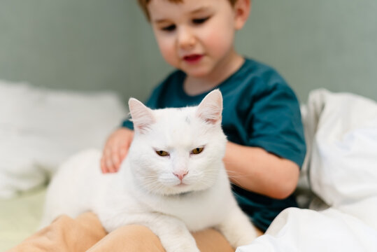 Child petting white cat on bed in bedroom at home. Kid stroking feline pet with gentle caress and soothing touch indoors. Boy caressing animal companion finding relaxation and peaceful contentment