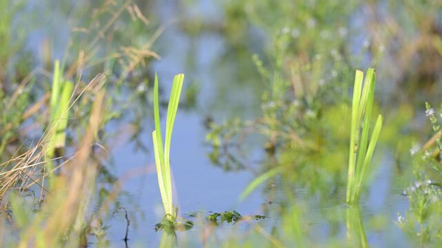 Paleyellow iris planted at the water's edge to restore and naturalize the banks of a pond in summer. Iris pseudacorus, Indre-et-Loire 37, r&eacute;gion Centre Val de Loire, France, European Union, Europe