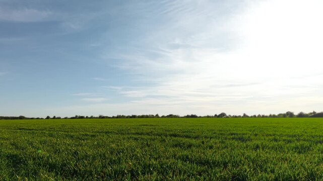 Wheat crops young green plants across wide field with low bushes along horizon. Agricultural land showing uniform growth and early stage cereal development. Farming countryside with simple flat