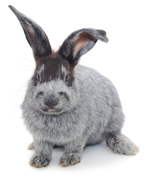 Grey Silver Rabbit Sitting Front View