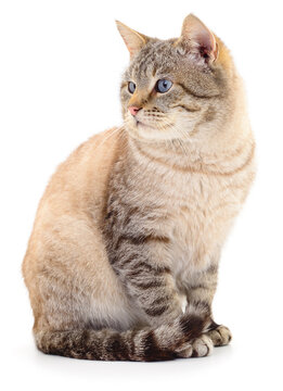 Domestic Lynx Point Cat Sitting Side View