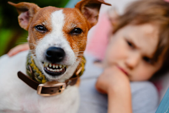 A funny smiling Jack Russell terrier looks at camera while a curious child plays nearby in a sunny park. The joyful pet owner watches their furry friend enjoying the outdoor nature together.