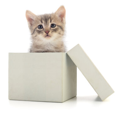 Small Kitten Peeking Out of Gift Box