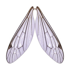 Obraz premium Violet tinted crane fly translucent wing pair with dark vein grid isolated on a solid transparent background, graphic insect element.