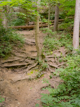 Winding forest hiking trail with exposed tree roots weaving through a lush green woodland and natural park landscape