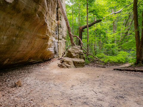 Majestic towering sandstone canyon wall with an ancient tree growing over boulders in a lush green forest park