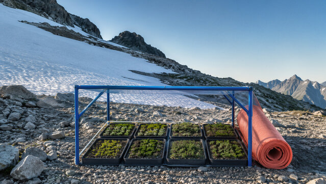 P&eacute;pini&egrave;re de jeunes plants alpins pr&egrave;s d&rsquo;un n&eacute;v&eacute; en recul
