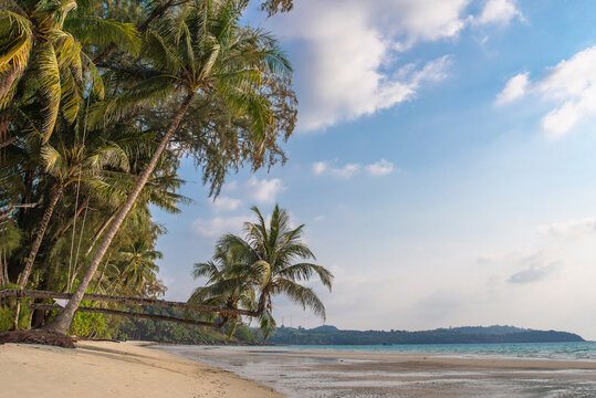 Tropical beach landscape with coconut palm trees on sandy shore, real photo not AI generated.