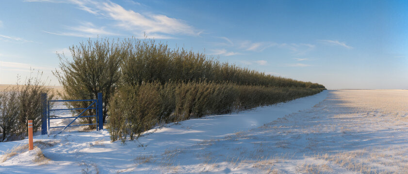 Haie vive de saules formant une barri&egrave;re &agrave; neige naturelle