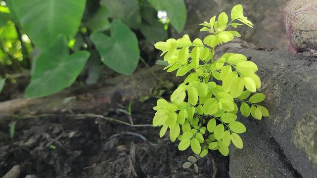 A vibrant yellow green plant growing next to a rough textured wooden log