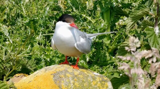 An arctic tern (Sterna paradisaea) perches on a rock, looking around it. The bright white and grey plumage of the bird catches the sunlight.