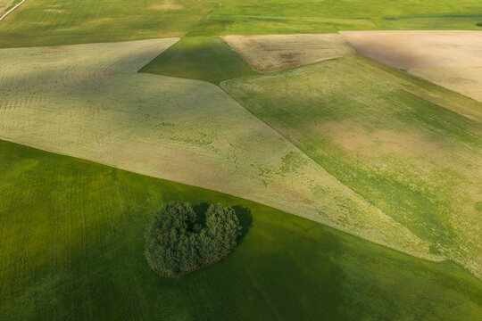 Aerial view of agricultural fields with a small cluster of trees in the center, showcasing geometric patterns of green and golden crops in Juzintai, Panevezys County, Lithuania.