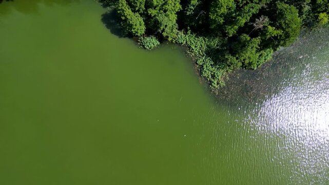 Top down aerial view of green lake water and lush shoreline with water lilies and sun glints.