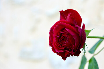 A stunning close-up of a vibrant red rose in full bloom, set against a soft, pastel bokeh background of a pale, textured wall. 