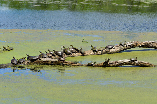 Turtles basking on algae‑covered logs in a sunny pond