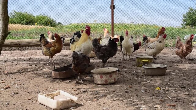 Free-range chickens on a warm summer day. Healthy laying hens in a natural farm environment with straw bedding, soft daylight, and countryside atmosphere. Concept of organic poultry farming, sustainab