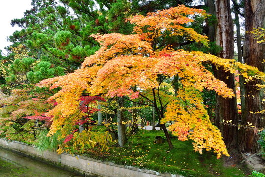 秋の清水園と紅葉（新潟県新発田市）