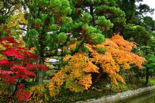 秋の清水園と紅葉（新潟県新発田市）