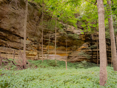 Majestic towering sandstone canyon wall framed by tall trees and lush green forest undergrowth in a state park