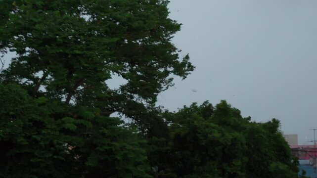 Big Tree Swaying in Windy Storm Shot with Dramatic Zoom Technique