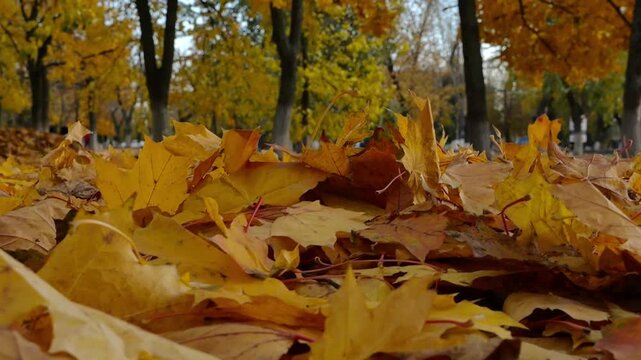 View on empty park covered with yellow foliage at ground on sunny day. Golden maple leaves lying on lawn at autumn parkland. Beautiful colorful fall season. Low view Slow motion
