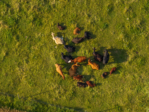 Aerial view of a herd of cows grazing in a lush green pasture in Rokiskis District Municipality, Panevezys County, Lithuania.