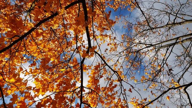Bright orange maple leaves on tree branches gently swaying in wind at parkland. Lush autumn yellow foliage swinging on the breeze at forest. Beautiful colorful fall season. Slow motion