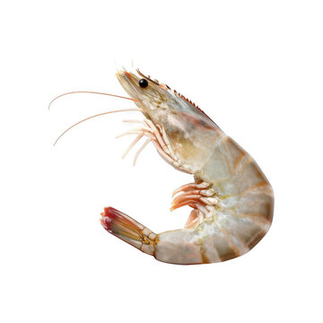 Fresh raw shrimp isolated on white background