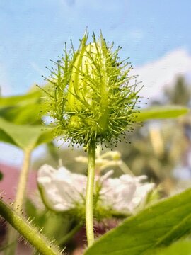 Passiflora foetida flower buds