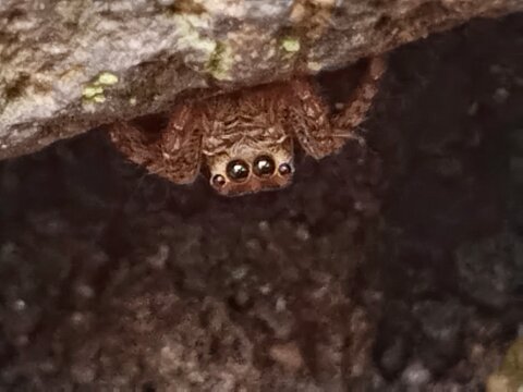 close up of a spider