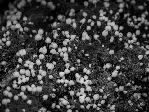 Black and white macro photo of a cluster of tiny wild mushrooms growing on mossy forest ground bark