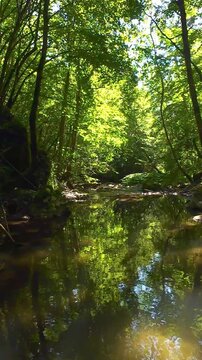 Forest creek flowing through lush green summer woodland with fpv drone gliding low over tranquil clear stream