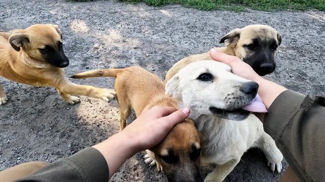Male hand of volunteer gently stroking a stray dog in Donbas. Rescue workers saving animals from frontline city in Ukraine. Kind people evacuating homeless pets and taking to safe places. POV