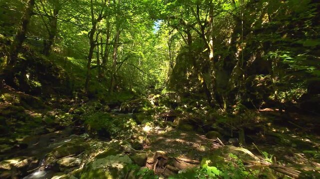 Forest Gorge FPV Drone Tracking Shot Through Serene Mossy Wild Creek Canyon in Summer