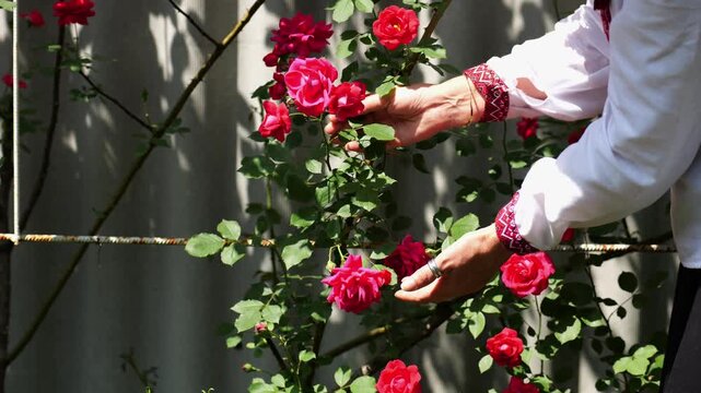 Adult hands of woman in ukrainian vyshyvanka gently touching red roses petals in sunny summer garden. This scene highlights tradition, national identity and harmonious relationship with nature