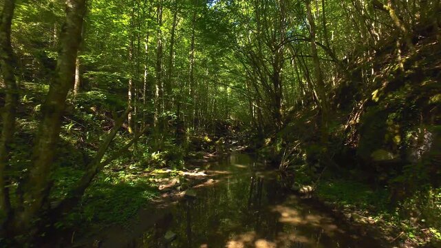 Forest Creek FPV Drone Flight Through Serene Summer Woodland Ravine With Dappled Sunlight and Lush Green Canopy