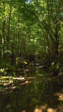 Forest creek flowing through lush green summer woodland with tranquil FPV drone forward flight over shallow stream and mossy rocks