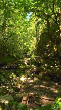 Serene fpv drone flying through lush green forest ravine with moss covered rocks and rocky mountain stream in summer
