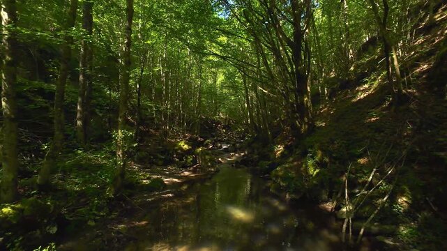 Forest Creek FPV Drone Tracking Shot Through Serene Summer Woodland With Dappled Light and Lush Green Canopy