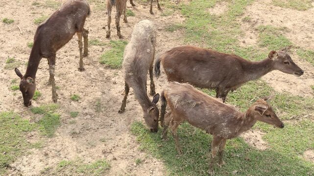 baby deer in the meadow