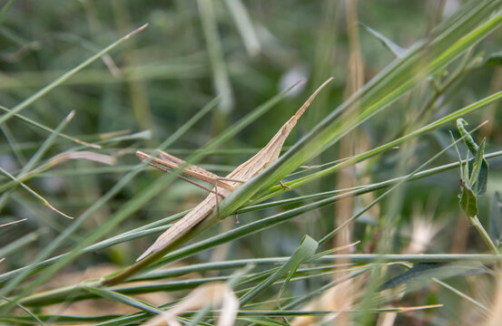 Slant-faced grasshopper (Acrida ungarica) in natural habitat