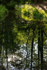 Obraz premium Vertical shot of dense green tree canopy reflecting in calm mirror water pond with sun rays shining through leaves in Sarzhyn Yar park, Kharkiv, Ukraine.