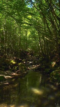 Forest creek FPV drone flight gliding low over tranquil green stream through dense summer woodland with mossy rocks