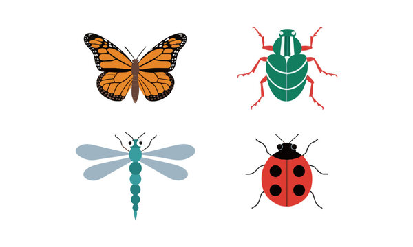 Common Insect Illustration Collection.