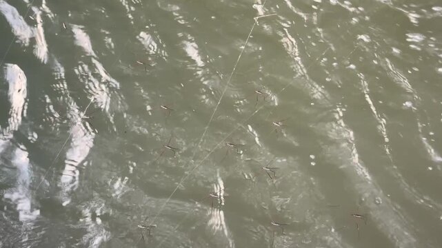 Water Striders Skimming Over Rippling River Surface