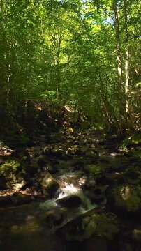 Tranquil forest creek flowing over mossy rocks through green summer woodland FPV drone tracking shot